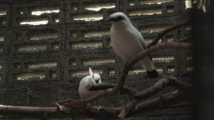 Kahati-slider-fauna-02.jpg
