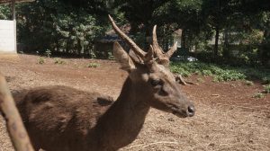 Kahati-slider-fauna-03.jpg
