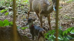 Kahati-slider-fauna-06.jpg