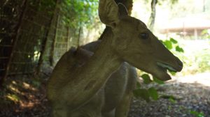 Kahati-slider-fauna-07.jpg