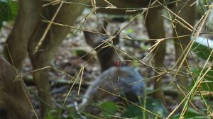 Kahati-slider-fauna-08.jpg