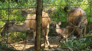 Kahati-slider-fauna-10.jpg