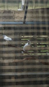 Kahati-slider-fauna-14.jpg