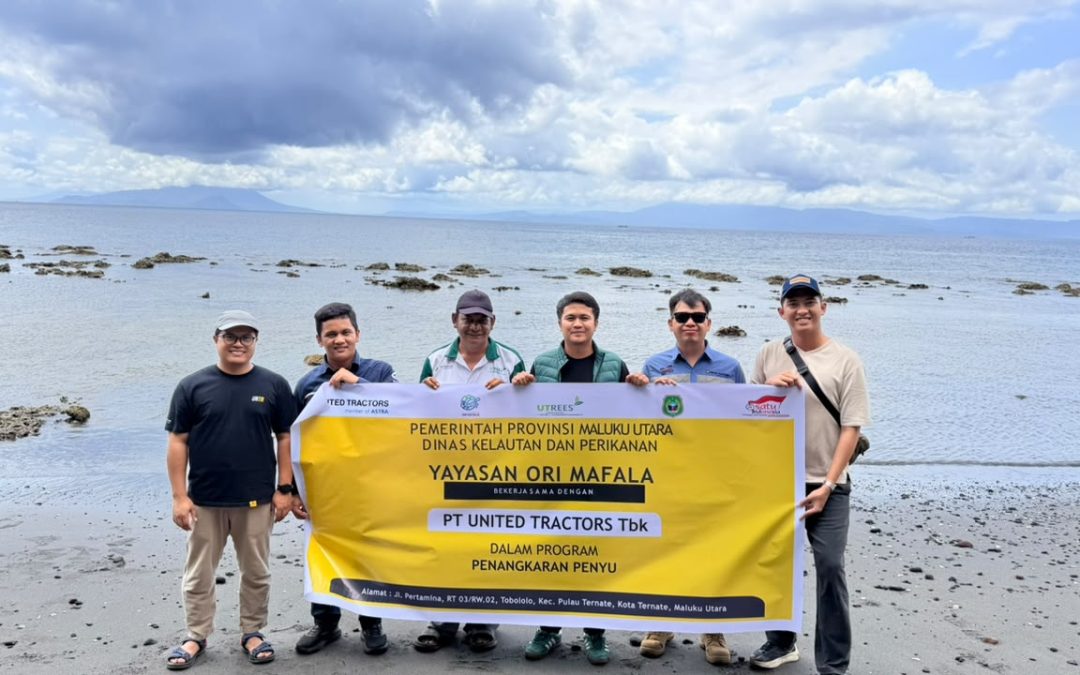 Menjaga Kehidupan Laut, United Tractors Bersama dengan Yayasan Ori Ma Fala Lepasliarkan Tukik Penyu di Ternate